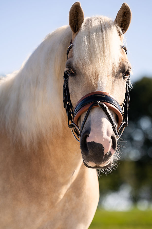 Paard2